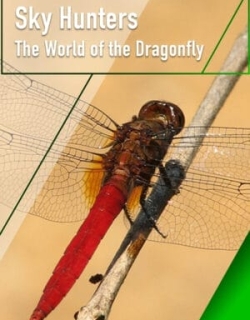 Sky Hunters – The World of Dragonfly Vietsub - HD